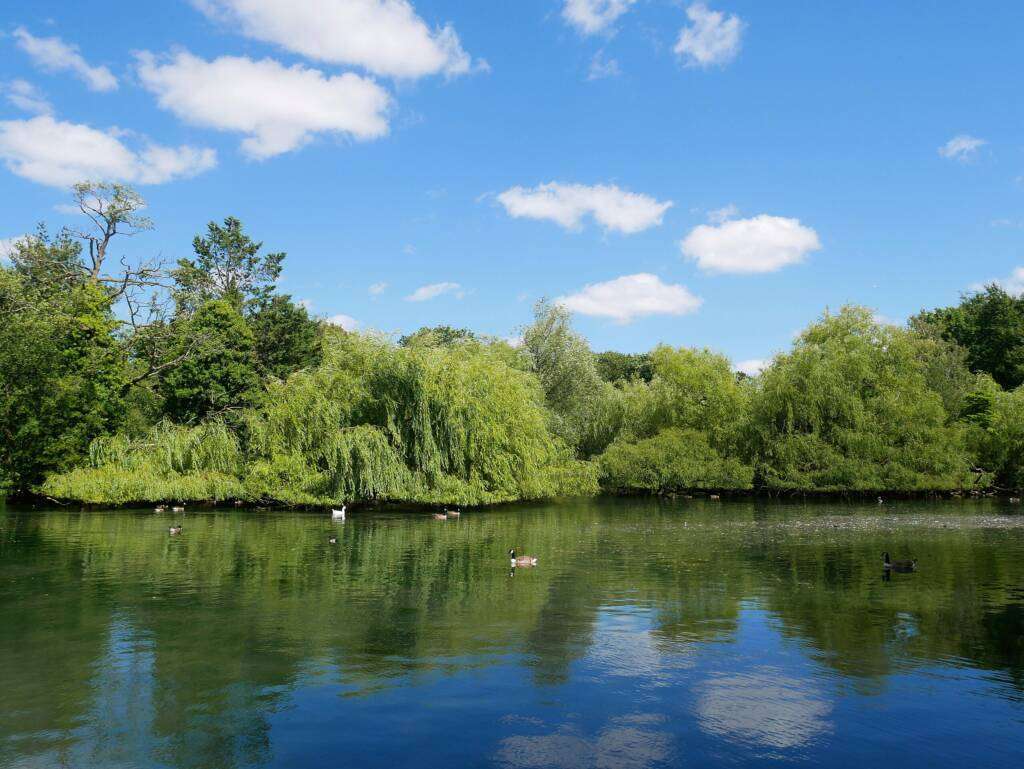 Orpington